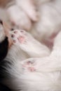 Dog paws closeup