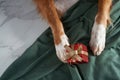 Dog paws cradle a Christmas gift, evoking a festive spirit and the joy of giving Royalty Free Stock Photo