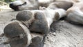 Dog paws or foot detailed photograph