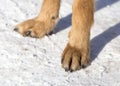 Dog paws on nature in winter