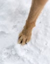 Dog paws on nature in winter