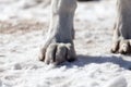 Dog paws on nature in winter