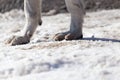 Dog paws on nature in winter Royalty Free Stock Photo