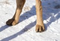 Dog paws on nature in winter Royalty Free Stock Photo
