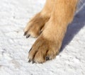 Dog paws on nature in winter