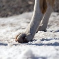 Dog paws on nature in winter Royalty Free Stock Photo