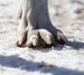 Dog paws on nature in winter Royalty Free Stock Photo