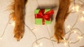 The dog paws next to which lies a Christmas gift wrapped in green paper