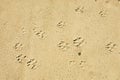 Dog paws prints in the sand Royalty Free Stock Photo