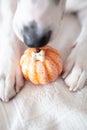 Dog paws with a pumpkin receiving a bone cookie as a gift for their good behavior. Halloween Concept Royalty Free Stock Photo