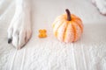 Dog paws with a pumpkin receiving a bone cookie as a gift for their good behavior. Halloween Concept Royalty Free Stock Photo