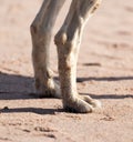 Dog paws in the sand Royalty Free Stock Photo