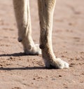 Dog paws in the sand Royalty Free Stock Photo