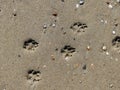 Dog paws in the sand