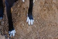 Dog paws in dirt close up