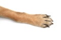 Dog paws on white background