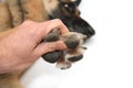 Dog paws on white background Royalty Free Stock Photo