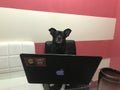 Dog with pc..love. Cute. Home