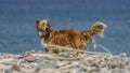 Dog on a pebble beach Royalty Free Stock Photo