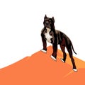Dog pedigree Pitbull on a hill, cartoon on a white background.