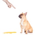 Dog pee Royalty Free Stock Photo