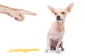 Dog pee Royalty Free Stock Photo