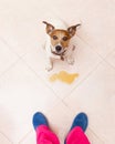 Dog pee owner at home Royalty Free Stock Photo