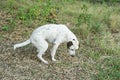 Dog peeing on a floor in the park Royalty Free Stock Photo