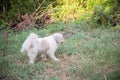 Dog peeing on the grass in an park. Royalty Free Stock Photo