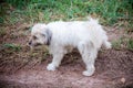 Dog peeing on the grass in an park. Royalty Free Stock Photo