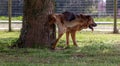 Dog peeing on a log while walking with his human friend.. Royalty Free Stock Photo
