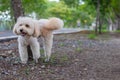 Dog Peeing standing, puppy dog, poodle terrier on park, Cute white poodle terrier, relax pet, poodle terrier mix Royalty Free Stock Photo