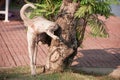 A dog peeing on tree