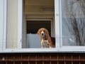Dog peeking through the balcony Royalty Free Stock Photo