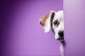 Dog peeking behind a corner.Purple background with copy space.