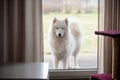 Dog peeking through the door opening window Royalty Free Stock Photo