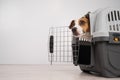 Dog peeking out of open plastic carrier. Royalty Free Stock Photo