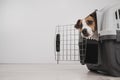 Dog peeking out of open plastic carrier. Royalty Free Stock Photo