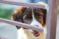 The dog is peeping in the cute fence and the dog wants to play with it