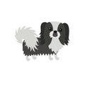 Dog Pekingese black white