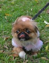 Dog. Pekingese. Pekingese dog for a walk Royalty Free Stock Photo