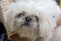 Dog Pekingese white color Royalty Free Stock Photo