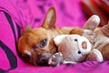 Dog and peluche