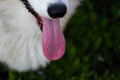 The dog of the Pembroke Welsh Corgi breed breathes with its tongue stuck out very close-up. Bright pink tongue of an animal or pet