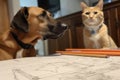 dog, with pencil in its mouth, and cat, gazing at blueprint drawings