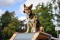 dog performing sitstay on agility podium Royalty Free Stock Photo