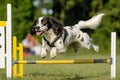 Dog performs in agility competition, showcasing impressive jumping skills in the park setting Royalty Free Stock Photo