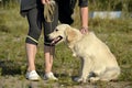 The dog performs the commands of the owner. Labrador retriever. Royalty Free Stock Photo