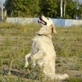 The dog performs the commands of the owner. Labrador retriever.