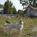 The dog performs the commands of the owner. Labrador retriever. Royalty Free Stock Photo